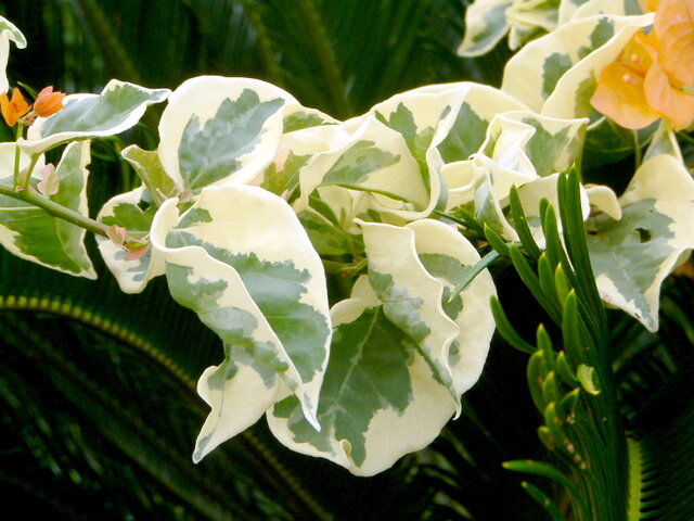 Bougainvillea