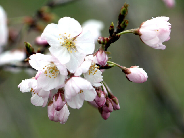 桜   唐実桜（カラミザクラ）