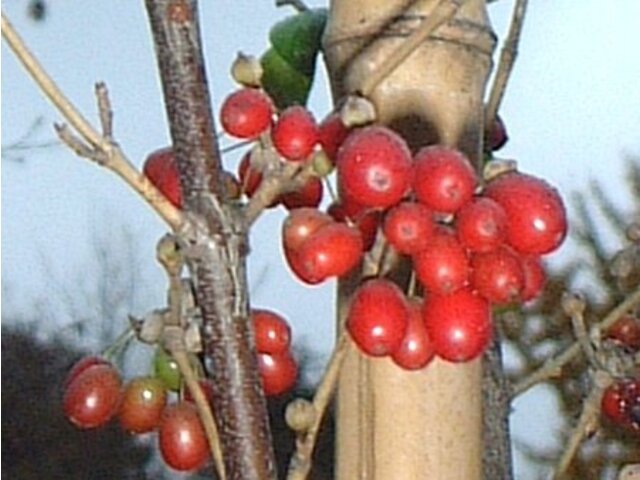 山茱萸 | cornus officinalis | 科技研花图画书