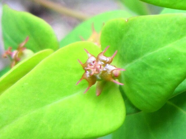 Euphorbia sieboldiana