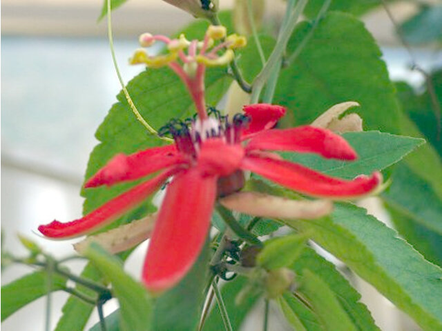 红花园艺品种西番莲