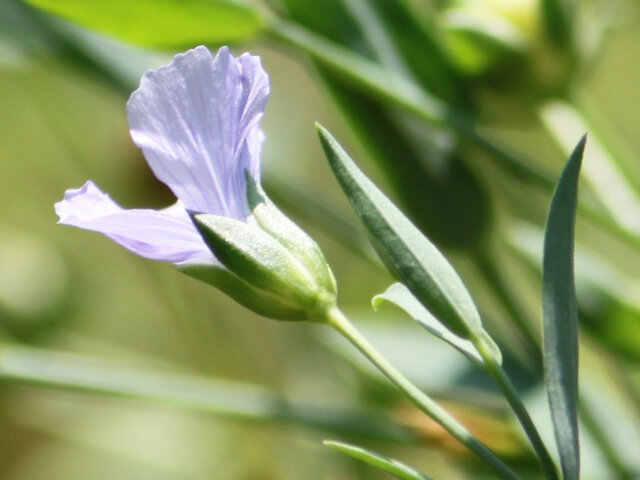 アマ | Linum usitatissimum | かぎけん花図鑑