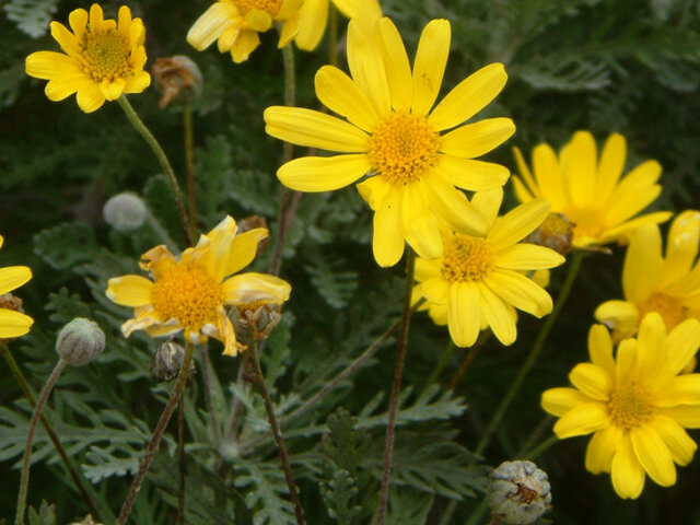 Euryops daisy