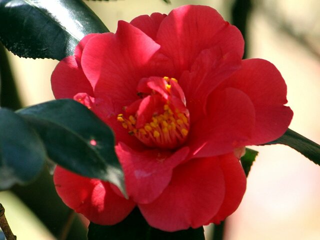 Camellia japonica