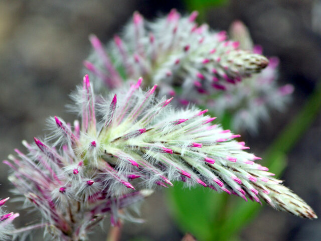 Ptilotus Joey