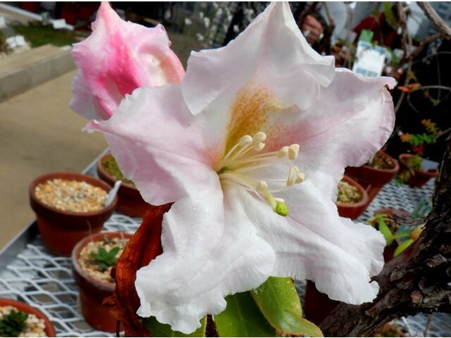 Rhododendron ciliicalyx