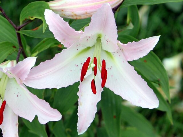 Oriental Lily Marco Polo