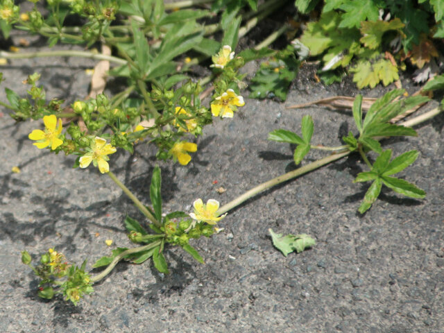 Potentilla anemonifolia