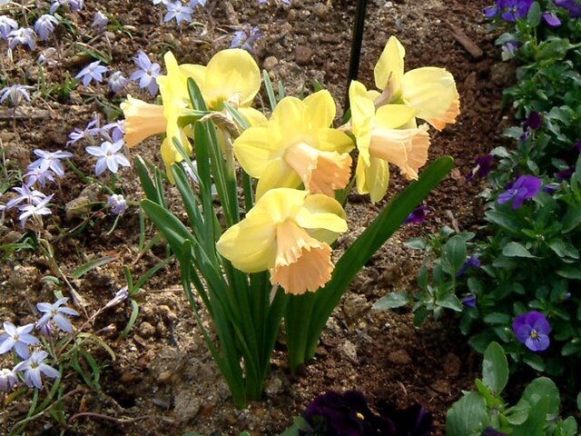 Narcissus 'Lorikeet'