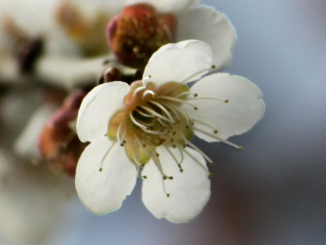 Prunus 'minarishidare'