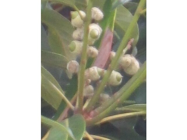 マテバシイ Lithocarpus Edulis かぎけん花図鑑