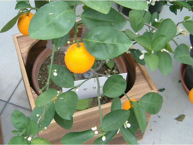 花良治柑橘