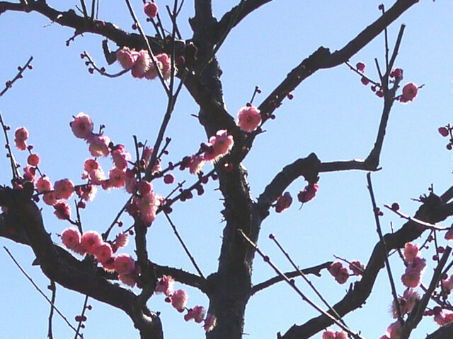 Prunus mume "Ginkoutaikaku"