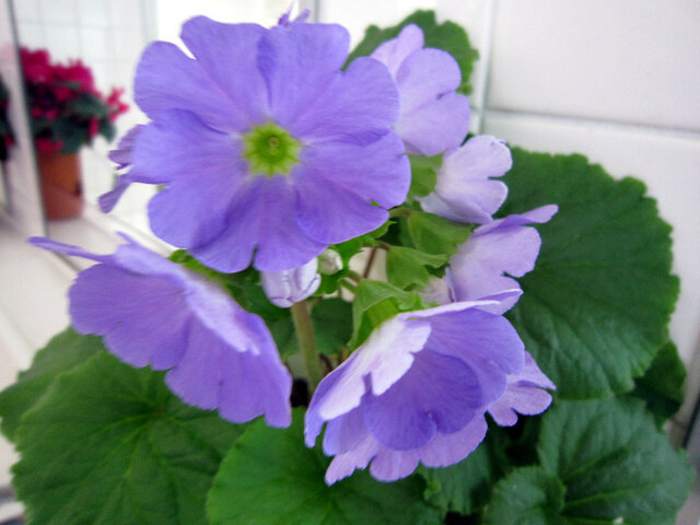 プリムラ オブコニカ Primula Obconica かぎけん花図鑑 プリムラ オブコニカ Primula Obconica かぎけん花図鑑