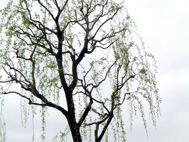 Weeping Willow