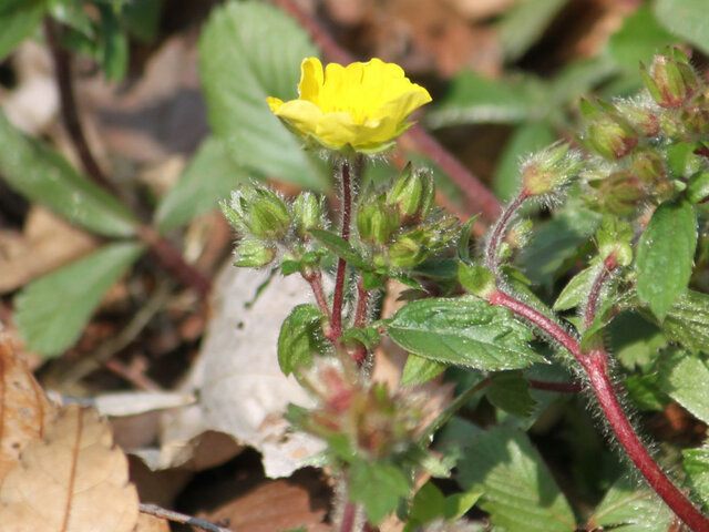 Potentilla fragarioides 'major"