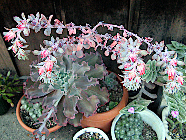 Echeveria 'takasago no okina'