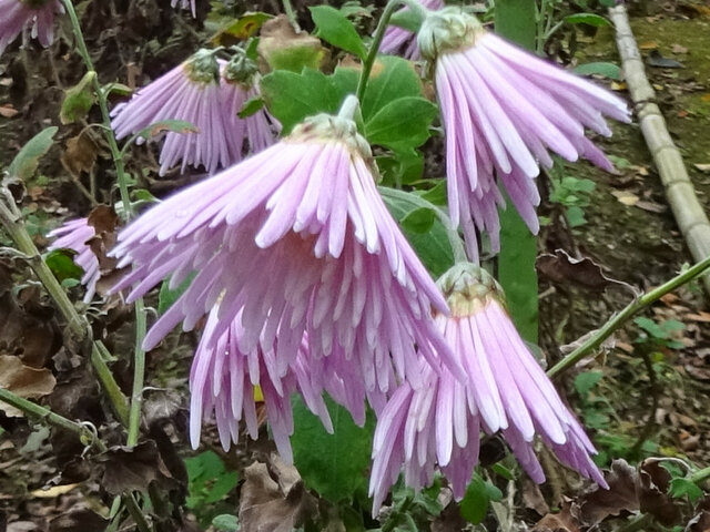 菊花'延命楽'