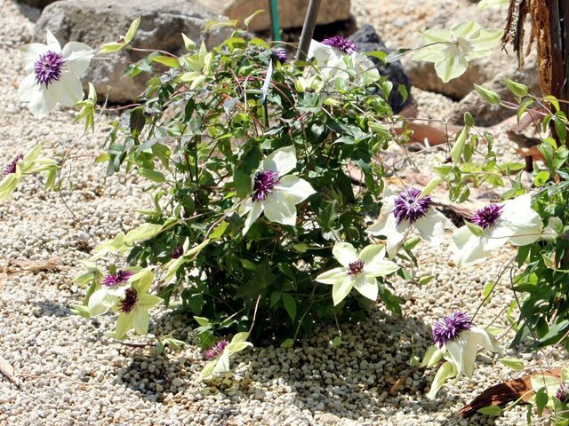 Clematis