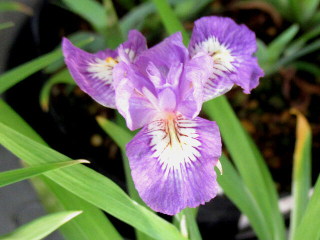 Iris gracilipes