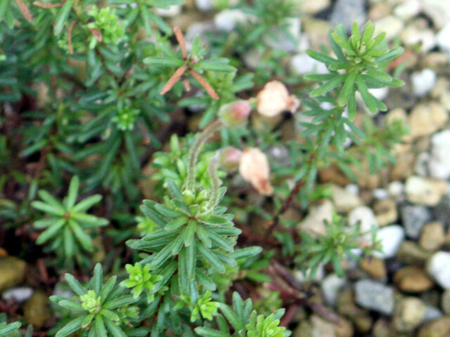 Blue mountain heath