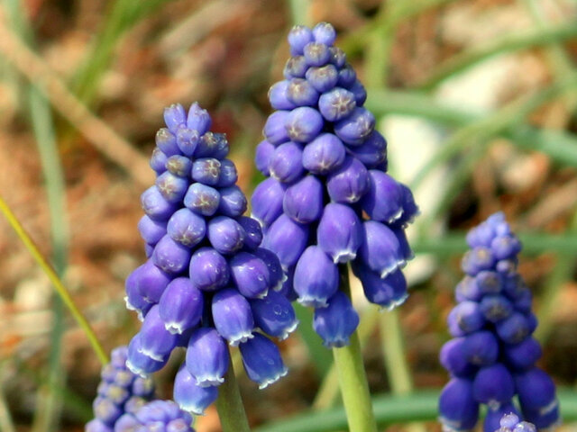 Muscari armeniacum