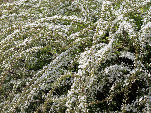 3月11日の誕生花 菊苦菜 花菱草 雪柳 都忘れ 科技研花图画书