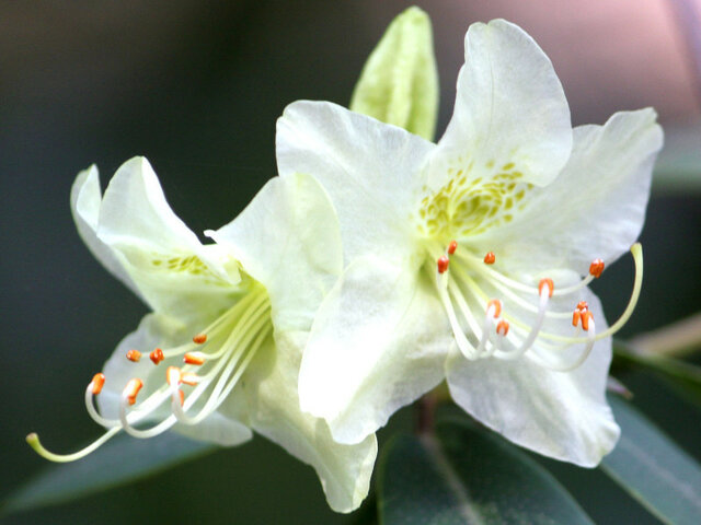 Rhododendron keiskei