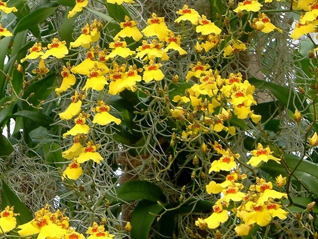 Oncidium