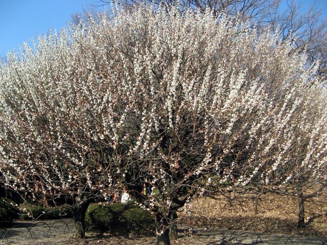 2月1日の誕生花　梅、桜草、マーガレット