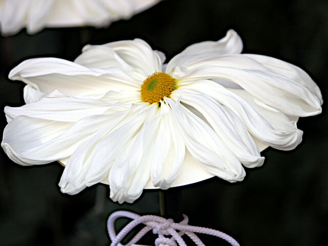 Kumonoue (florists’ daisy)