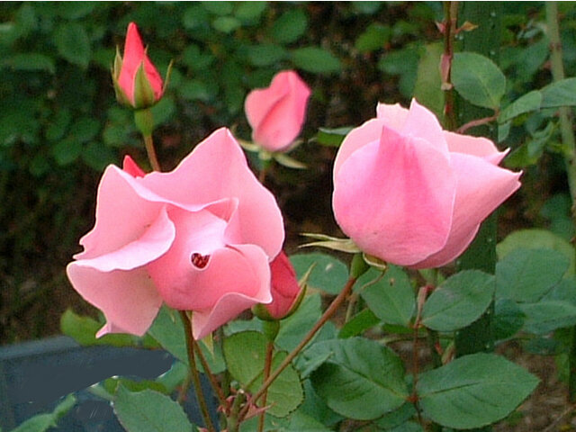 2月11日の誕生花 蛇の髭 白い薔薇 万年草 科技研花图画书