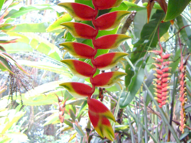 Heliconia rostrata