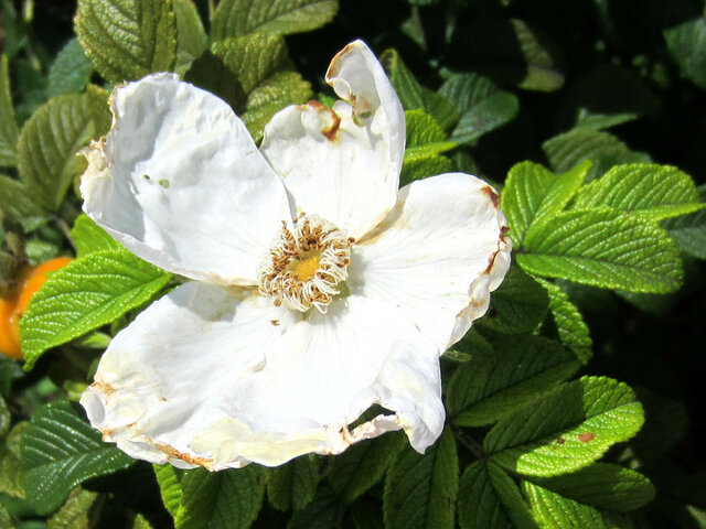 Rosa rugosa