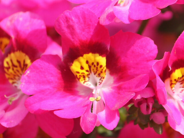 Schizanthus