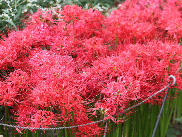 Lycoris