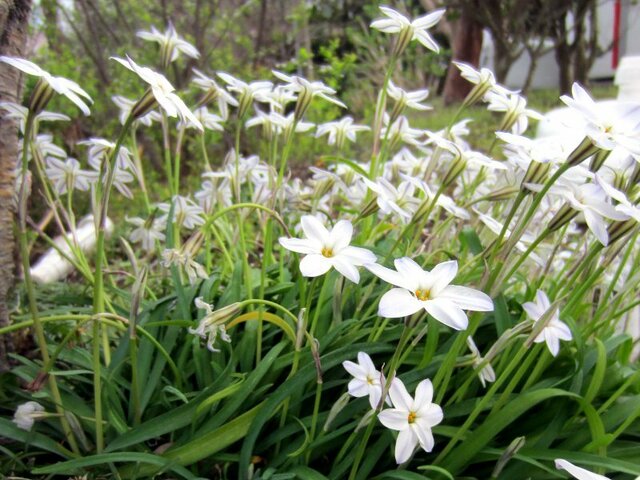 3月26日の誕生花 ハナニラ バラ ピンク キンセンカ 橙 シュンラン 科技研花图画书