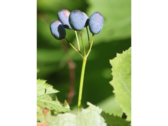 Diphylleia grayi