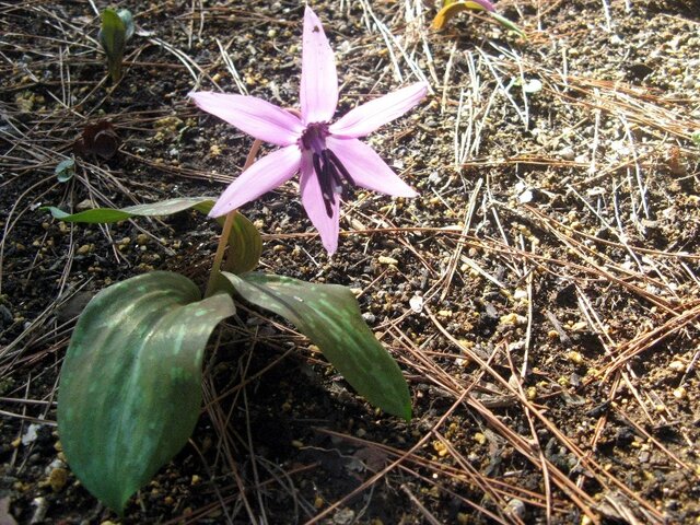 Dog tooth violet