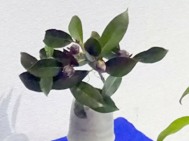 椿 かぎけん花図鑑