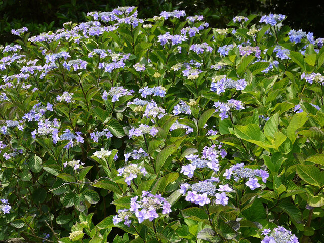 7月13日の誕生花 布袋葵 額紫陽花 かぎけん花図鑑