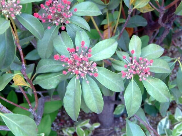 カルミア オスボレッド Kalmia Latifolia Osbo Red かぎけん花図鑑