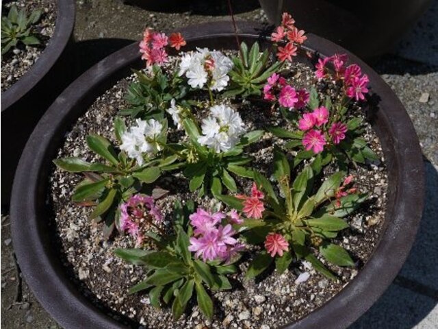 Lewisia Erice