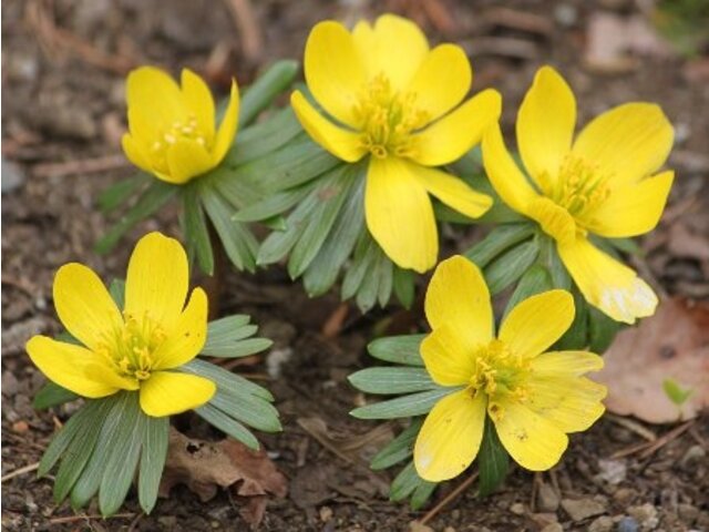 キバナセツブンソウ Eranthis Hyemalis かぎけん花図鑑