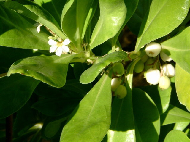 Scaevola taccada