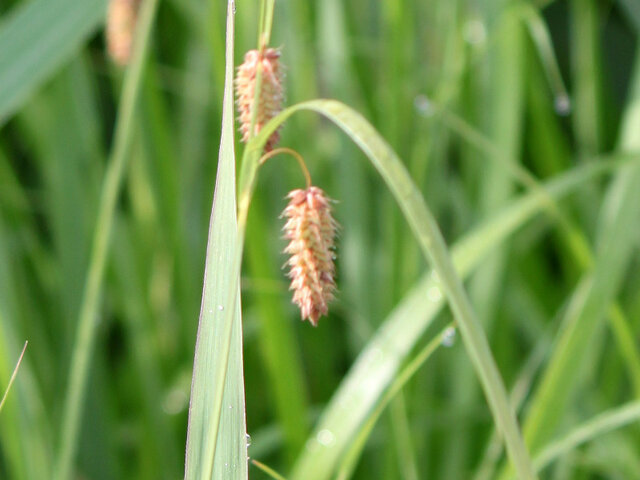 Carex maximowiczii