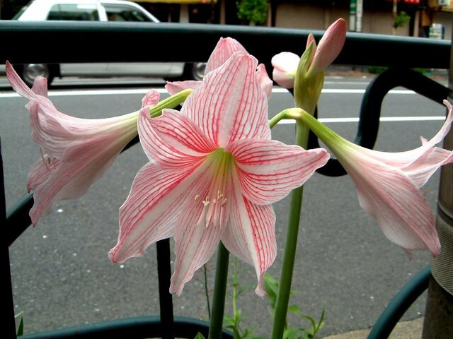 1月26日の誕生花 含羞草 金魚草 アマリリス カロライナジャスミン ヒアシンス 科技研花图画书