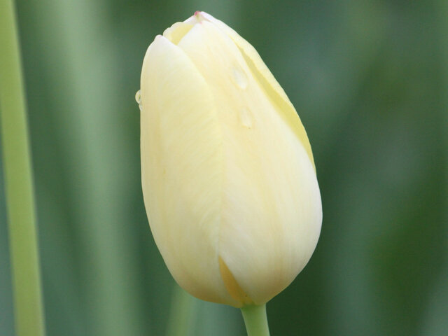 Tulip Cream Perfection