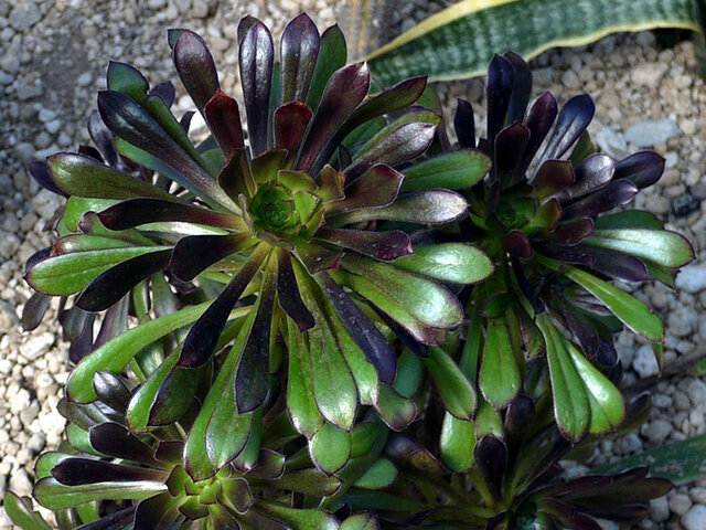 Aeonium arboreum