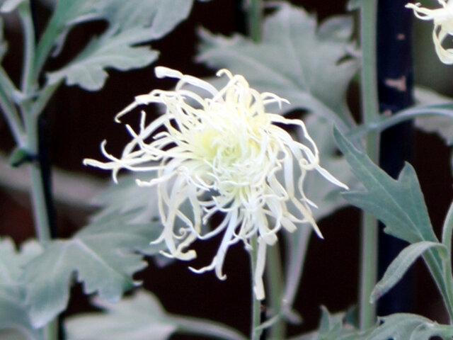伊勢菊 菊>中菊>古典菊 | Chrysanthemum morifolium cv. Ise | かぎけん花図鑑